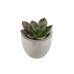 CAMAS - Artificial Succulent Plant in Pulp Pot CAMAS - Artificial Succulent Plant in Pulp Pot